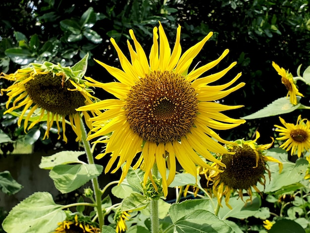 Closeup sunflowers in the garden