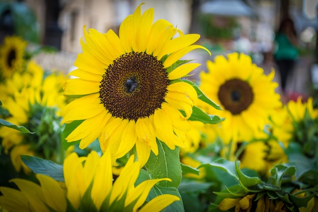 Closeup of sunflowers in sunny morning