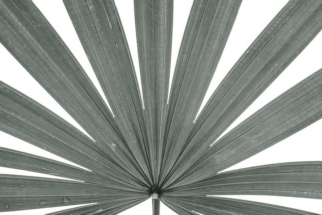 Closeup surface of leaf of palm tree