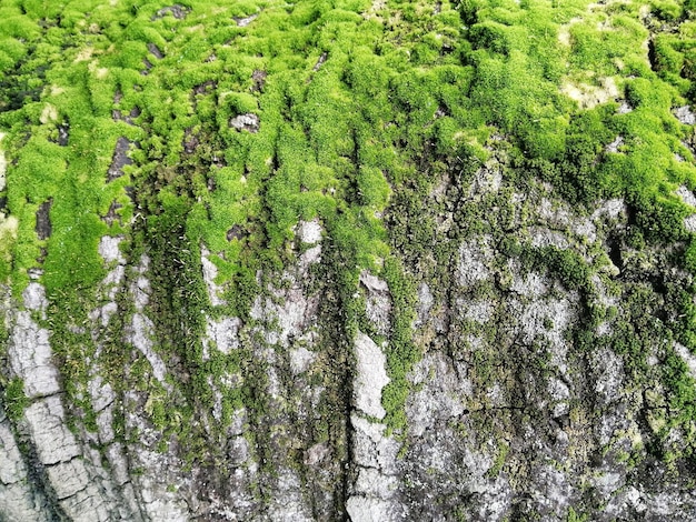 Photo closeup surface of the wall covered with green moss modern eco friendly decor natural background for design and text