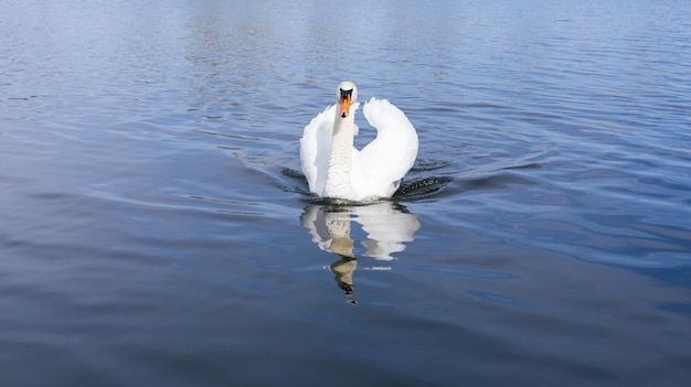 CloseUp Of Swan Swimming In Lake