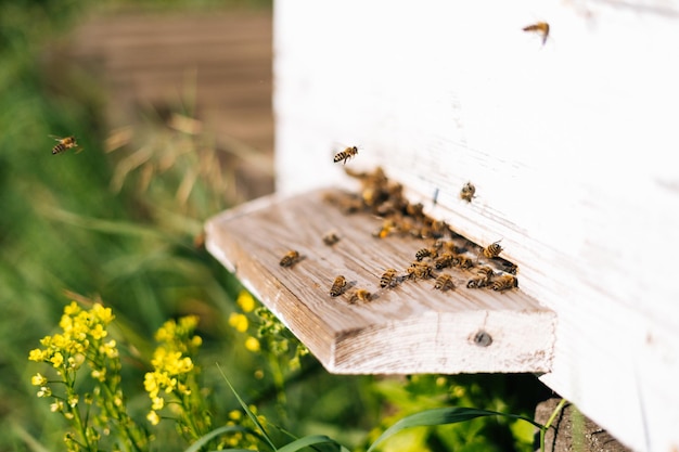 明るい夏の晴れた日に養蜂箱に花粉を運ぶミツバチのクローズアップ群れ蜂の群れが巣箱に飛び込み、蜂蜜に花粉を集めるクローズアップミツバチ農業の概念