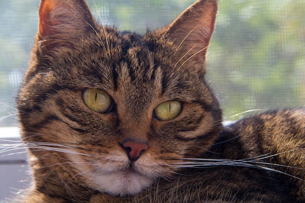 ぶち猫の顔動物相背景茶色の猫のクローズ アップのクローズ アップ