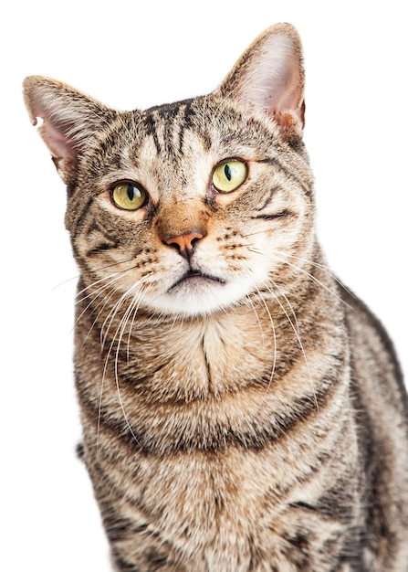 Closeup Tabby Cat Looking Forward