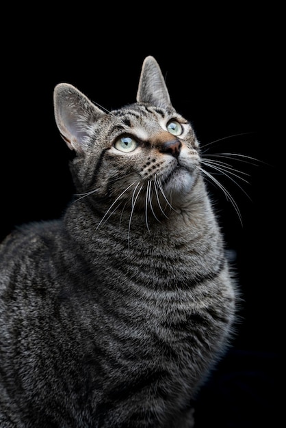 黒い背景を見上げる灰色のぶち猫のクローズ アップ