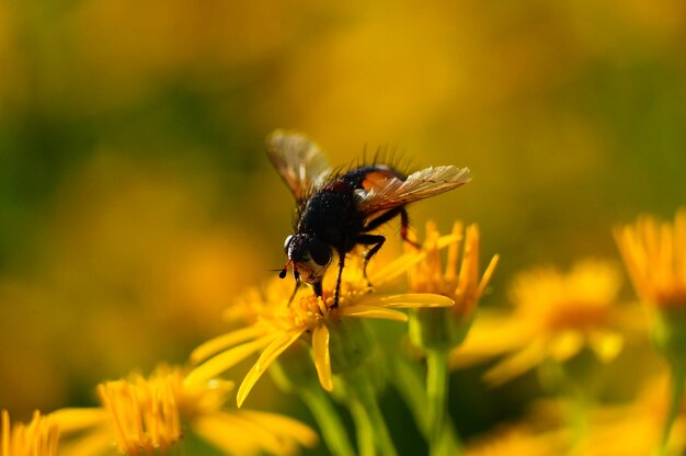 Closeup of a Tachina fly on common ragwort