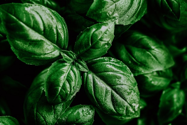 Photo closeup of tasty beautiful basil. selective focus.