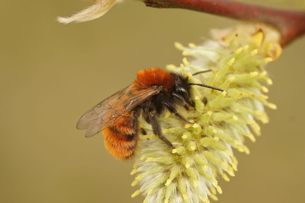 ヤナギの花に受粉する黄褐色のマイニング蜂 (アンドレナ フルバ) のクローズ アップ