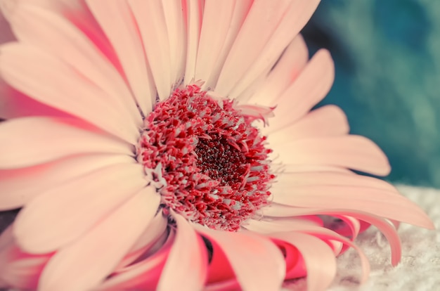 Gerbera rosa tenera del primo piano