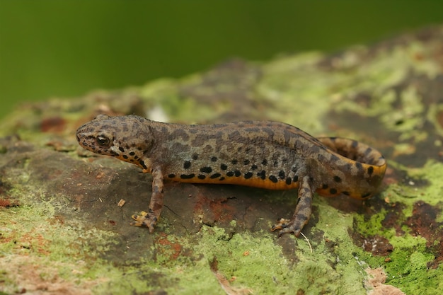 Closeup on a a terrestrai ladult of the Greek Alpine salamander,