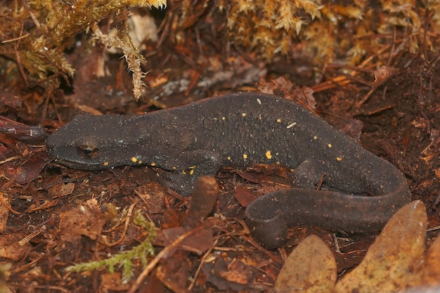 Closeup on a terrestrial, dark ,adult,  male Chinese warty newt, Paramesotriton chinensis sitting on leaflitter