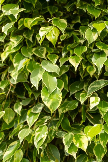 Closeup of a terrestrial plant with green and yellow leaves