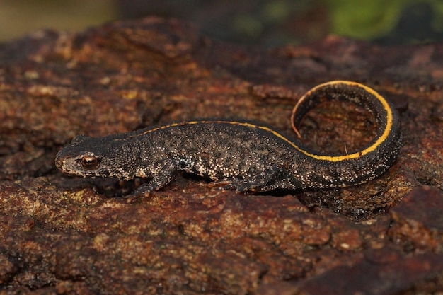 Photo closeup on a terrestrial subadult balkan crested newt triturus ivanbureschi on a piece of wood