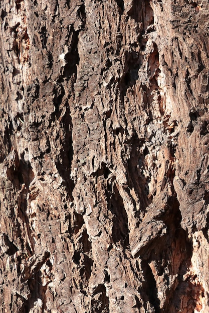 Closeup of the texture of the bark of the tree in the forest the background of the tree