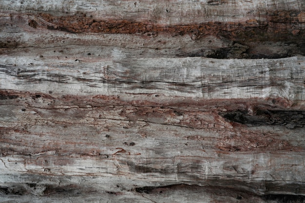 Closeup texture of decayed old tree. Detail of old wood texture background.