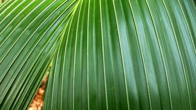 Closeup Texture of Fresh Green Leaf Background