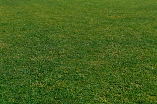 Closeup, texture of a green grass lawn on a home lawn.