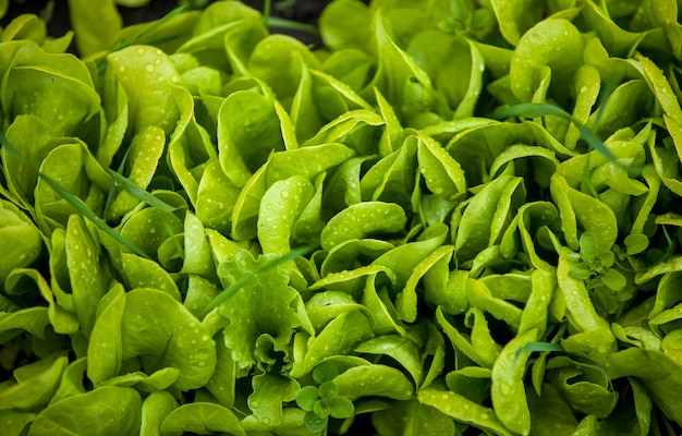 Closeup texture of growing fresh green salad