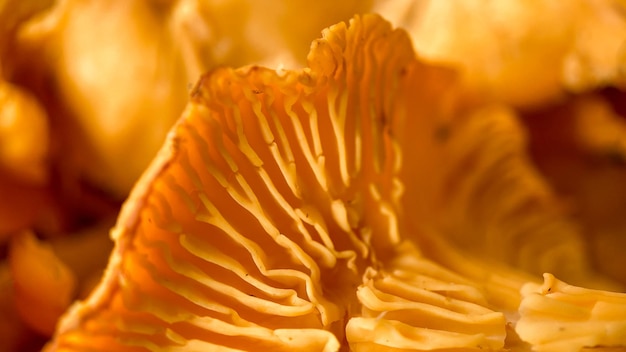 Closeup texture of mushrooms of the chanterelle family Beautiful bright background for your projects