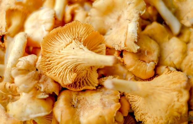 Closeup texture of mushrooms of the chanterelle family Beautiful bright background for your projects