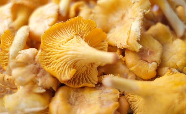 Closeup texture of mushrooms of the chanterelle family beautiful bright background for your projects