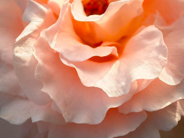 Closeup texture of rose petals