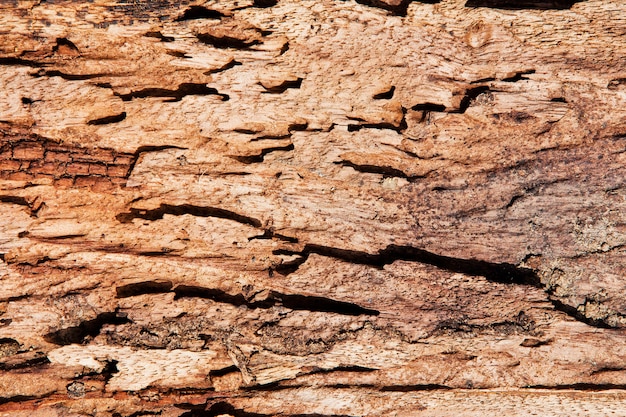 Closeup of texture of termite damaged wood