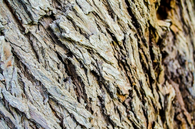 Photo closeup texture of tree trunk