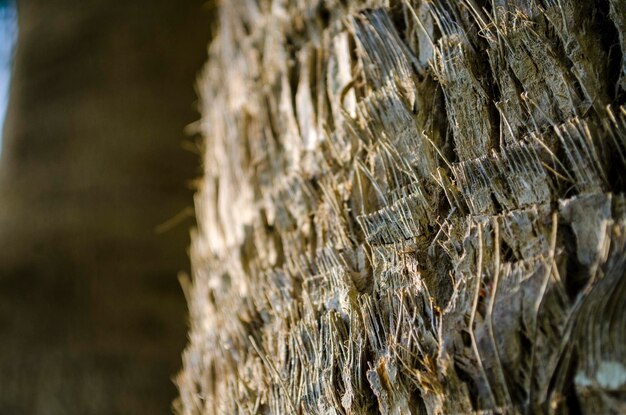 Photo closeup texture of tree trunk