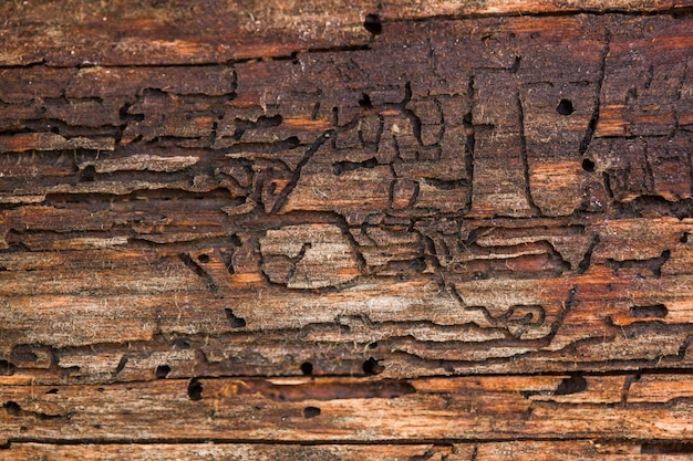 Closeup texture of wood damaged by termites