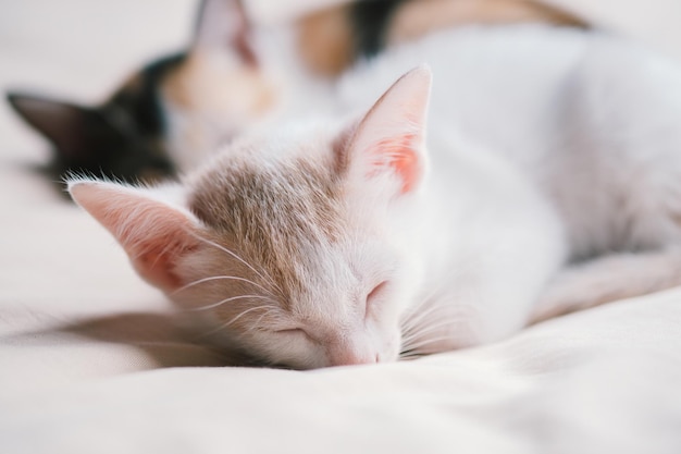 ベッドで寝ているタイの子猫のクローズアップ