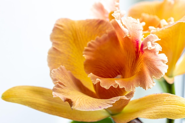 Closeup of thai orchid on a blurred background isolated