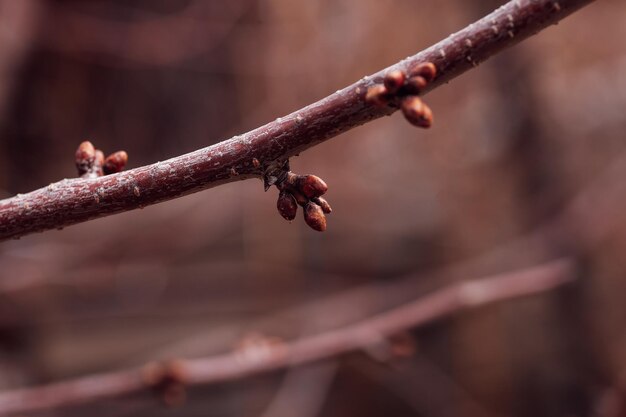 Closeup of thin twig of apple tree covered with fresh unopened\
little buds on blurred background nature beauty beginning of\
amazing blooming season time for nature lovers to take care of\
plants