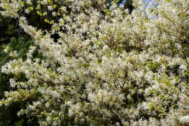 Loropetalum chinense の薄い白い糸のような花びらのクローズ アップ