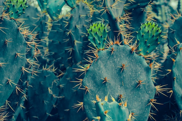 Closeup of thorn cactus plant