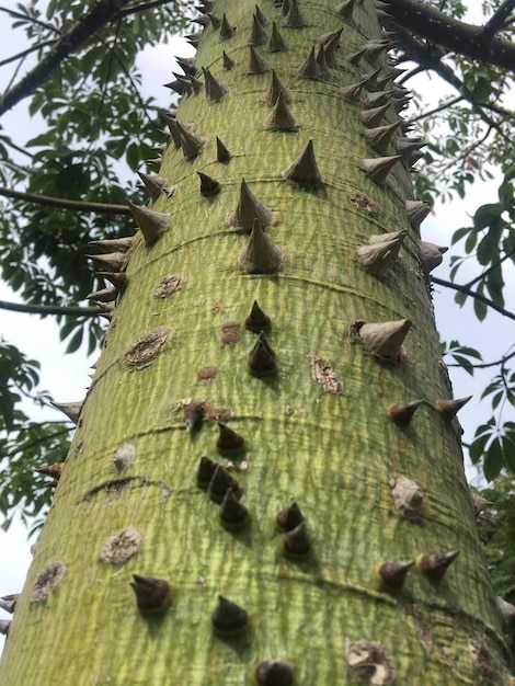 Closeup of the thorns of an insignis tree