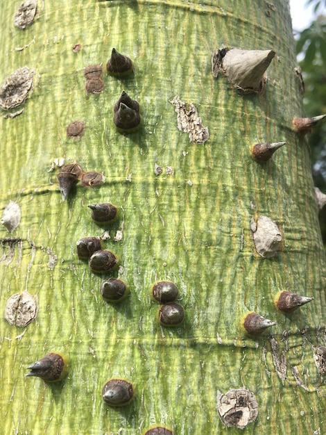 Photo closeup of the thorns of an insignis tree