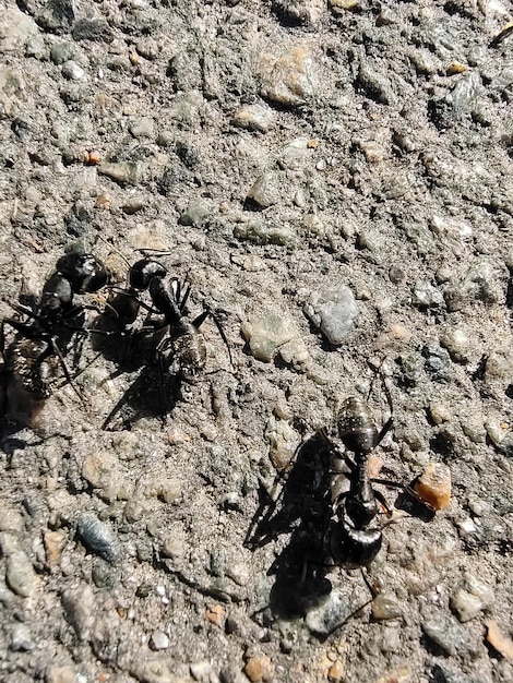 Closeup of three ants running on the asphalt