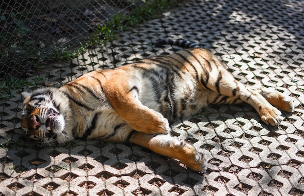 Photo closeup tiger sleep on ground.