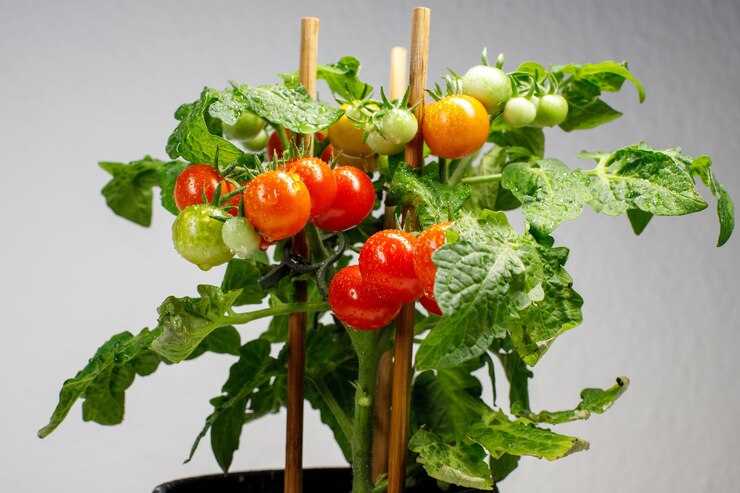 회색 배경 에 토마토 덤불 의 클로즈업