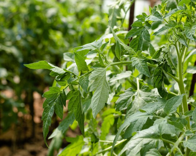 Closeup of tomato plants growing in the garden Agriculture concept