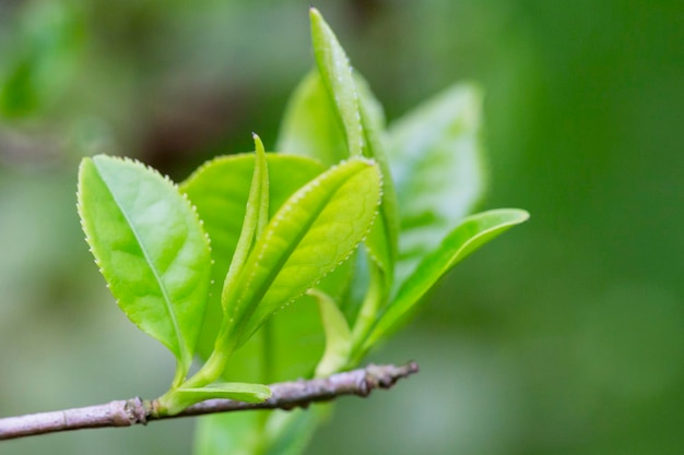 Primo piano la parte superiore della foglia di tè verde nella piantagione di tè del mattino ha sfocato lo sfondo