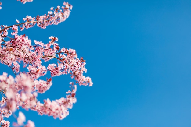 Closeup on top of pink cherry blossom tree in Spring bloom sunny blue sky background. Springtime