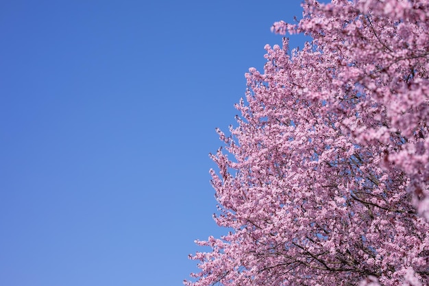 Closeup on top of pink cherry blossom tree in Spring bloom sunny blue sky background. Springtime