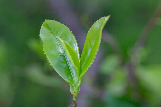 Closeup Top van groene theeblad in de ochtend theeplantage wazig achtergrond