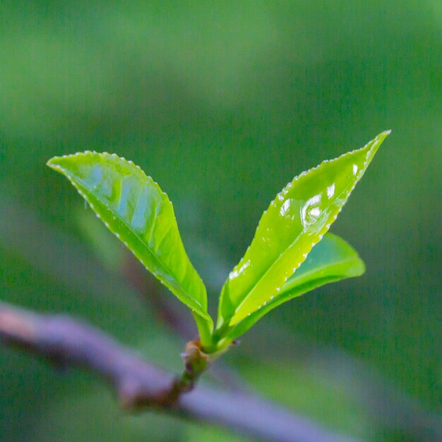 Closeup Top van groene theeblad in de ochtend theeplantage wazig achtergrond