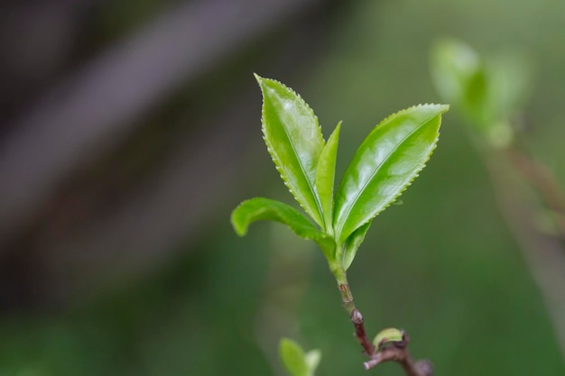 Closeup top van groene theeblad in de ochtend theeplantage wazig achtergrond