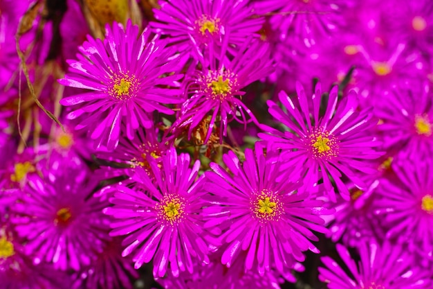 Closeup top view of aster flowers growing in green botanical garden in summer Flowering plants blooming in its natural environment in spring from above Purple flowers blossoming in a nature reserve