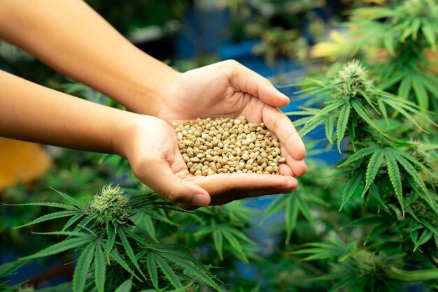 Closeup top view hand holding a gratifying heap of cannabis hemp seeds