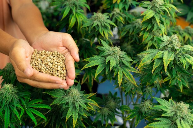 Closeup top view hand holding a gratifying heap of cannabis hemp seeds